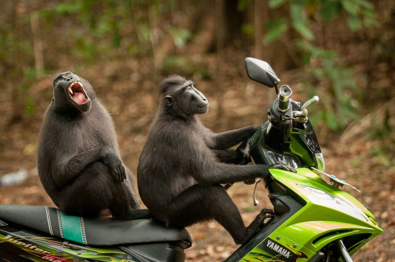 Image: Katy Laveck-Foster/Comedy Wildlife Photo Awards